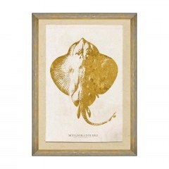 Κάδρο Caribbean Sea Life - Myliobatoidei FA13182 50X70 MindTheGap