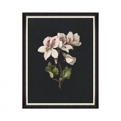 Κάδρο Delicate Bloom I FA13145 70X90 MindTheGap