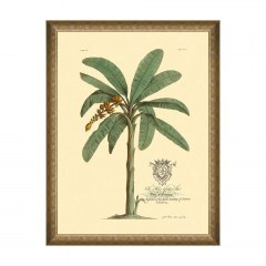 Κάδρο Mussa And Palma - Mussa Paradisiaca FA13203 60X80 MindTheGap