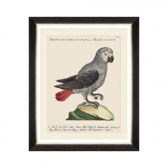 Κάδρο Parrots Of Brasil VI FA13216 40X50 MindTheGap