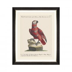 Κάδρο Parrots Of Brasil X FA13220 40X50 MindTheGap