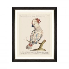 Κάδρο Parrots Of Brazil VIII FA13218 40X50 MindTheGap