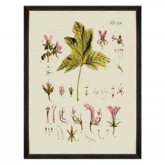 Κάδρο Botanical V FA13228 60x80cm Green MindTheGap