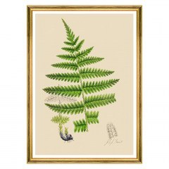 Frame Ferns III FA13244 50x70cm Green MindTheGap