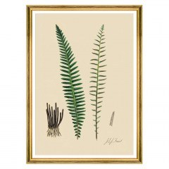 Κάδρο Ferns VI FA13247 50x70cm Green MindTheGap