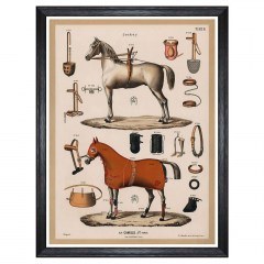 Κάδρο The Riding Equipment I FA13265 60x80cm Multi MindTheGap