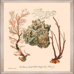 Κάδρο Deliciae Naturae Iii Fa13355 35X50Cm Beige-Orange Mindthegap