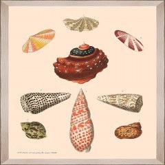 Κάδρο Deliciae Naturae Viii Fa13360 35X50Cm Beige-Multi Mindthegap