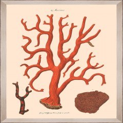 Frame Deliciae Naturae Ix Fa13361 35X50Cm Beige-Orange Mindthegap