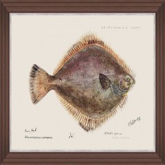 Frame Mediterranean Fish - Flounder By F Clark Fa13377 50X35Cm Brown-Rose Mindthegap