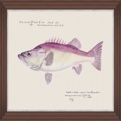 Frame Mediterranean Fish - Grouper By F Clark Fa13378 50X35Cm Fuchsia-Ivory Mindthegap