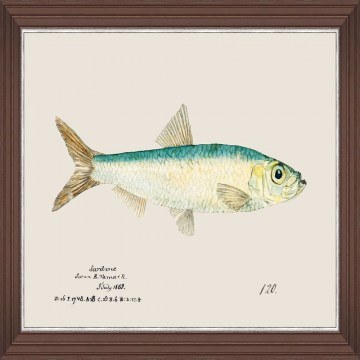 Frame Mediterranean Fish - Sardine By F Clark Fa13379 50X35Cm Light Blue Mindthegap