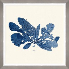 Κάδρο Seaweed  I Fa13392 70X70Cm White-Blue Mindthegap