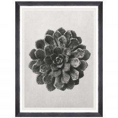 Κάδρο Saxifraga Aizon FA13414 60x80cm Black-White MindTheGap