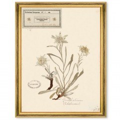 Κάδρο Herbarium Alpinium I FA13455 35x50cm Multi MindTheGap