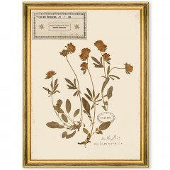 Κάδρο Herbarium Alpinium V FA13459 35x50cm Multi MindTheGap