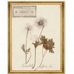 Κάδρο Herbarium Alpinium XI FA13465 35x50cm Multi MindTheGap