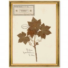 Κάδρο Herbarium Alpinium XII FA13466 35x50cm Multi MindTheGap