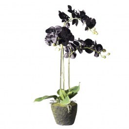 Artificial Plant Orchid With Base Moss 5170-6 39x25x85cm Black Supergreens BLACK