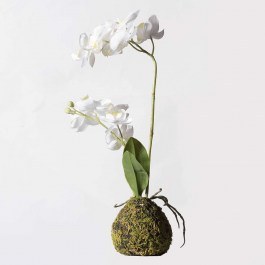 Artificial Plant Orchid With Base Moss 6070-6 20x20x40cm White Supergreens WHITE