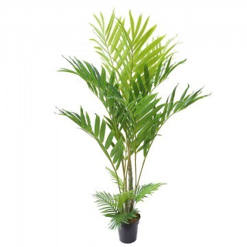 Artificial Archontophoenix Tree Betel 2280-6 100x200cm Green Supergreens