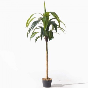 Τεχνητό Δέντρο Δράκαινα 7130-6 170cm Green-Beige Supergreens