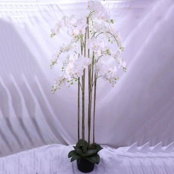 Artificial Phalaenopsis Orchid Plant 7811-6 180cm White Supergreens