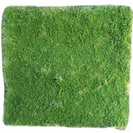 Τεχνητή Φυλλωσιά Moss 3971-7 100x100cm Green Supergreens GREEN