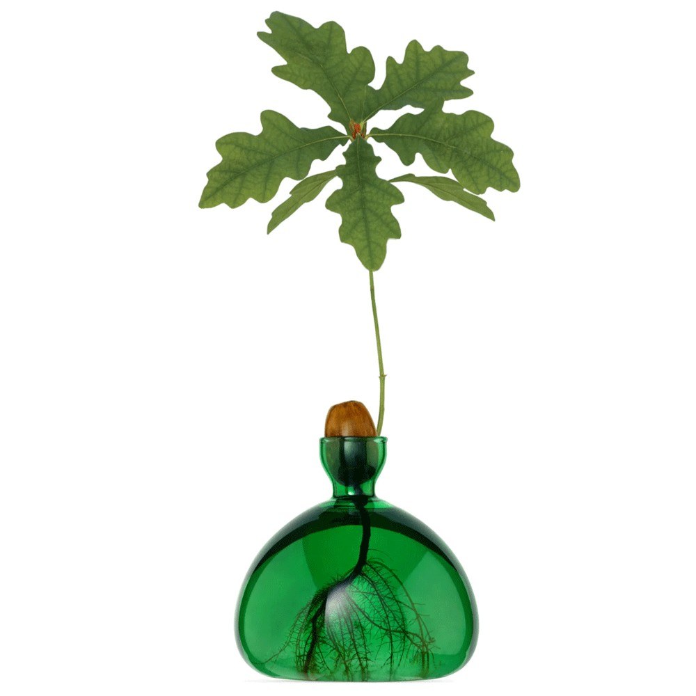 Βάζο Για Ανάπτυξη Καρπού Βελανιδιού 001-3 10x10cm Emerald Green Ilex Studio