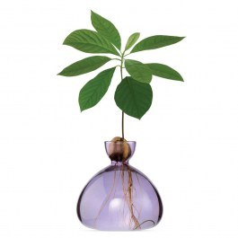 Vase For Growing Avocado Fruit 003-10 15x15cm Spring Lilac Ilex Studio LILAC