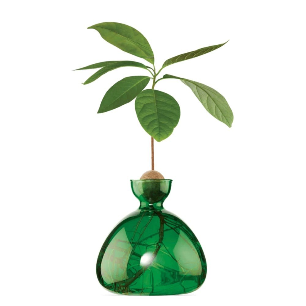 Βάζο Για Ανάπτυξη Καρπού Αβοκάντο 009 15x15cm Emerald Green Ilex Studio