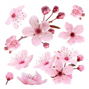 Αυτοκόλλητα Τοίχου Βινυλίου Cherry Blossom 72x58cm Pink Ango