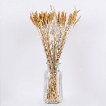Bouquet Dried Setaria 36557 60cm (Indefinite Number Of Pcs) Beige Globostar