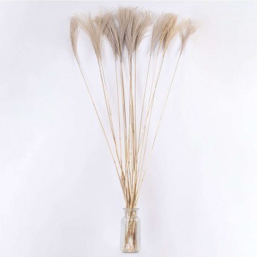 Bouquet of Dried Branches Miscanthus 36539 140cm (Indefinite Number Of Pcs) Beige Globostar