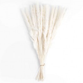 Αποξηραμένο Μπουκέτο Pampas 21216 50cm (Ακαθόριστος Αριθμός Τμχ) Beige GloboStar BEIGE