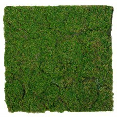 Τεχνητό Κομμάτι Βρύα 89921 50x50cm Green