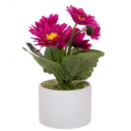 Ζέρμπερα Σε Κεραμικό Γλαστράκι 92673 20cm Fuchsia FUCHSIA