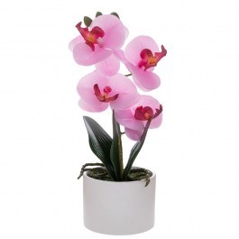 Ορχιδέα Phalaenopsis 92672 Σε Κεραμικό Κασπώ 28cm Pink PINK