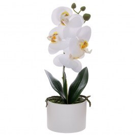 Ορχιδέα Phalaenopsis 92671 Σε Κεραμικό Κασπώ 28cm White WHITE
