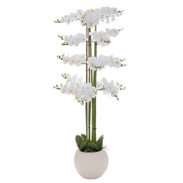 Ορχιδέα Phalaenopsis 92662 Σε Κασπώ Κεραμικό 160cm White-Ecru