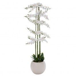 Ορχιδέα Phalaenopsis 92664 Σε Κεραμικό Κασπώ 190cm White WHITE