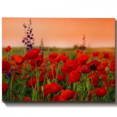 Canvas Painting 529TCR1101 70x50cm Multi Wallity