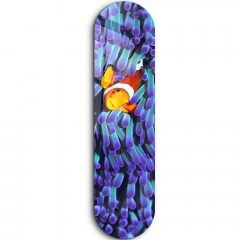 Tempered Glass Painting Clown Fish 226SNG1119 20x80cm Multi Wallity