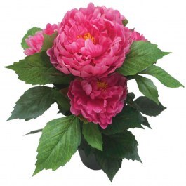 Τεχνητό Φυτό Παιώνια Σε Κασπώ 04-00-24187-2 45cm Multi-Fuchsia Marhome FUCHSIA-MULTI
