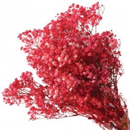 Αποξηραμένη Γυψοφύλλη 00-68897-5 70/80cm 100gr Red Marhome RED