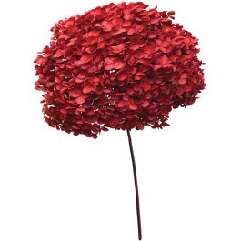 Dried Hydrangea 00-68893-3 55cm Red Marhome RED