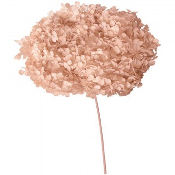 Dried Hydrangea 00-68893-6 55cm Somon Marhome