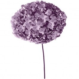 Dried Hydrangea 00-68893-10 55cm Lilac Marhome LILAC