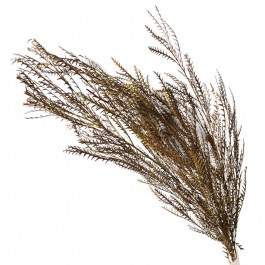 Dried Fern 00-68909-2 60-70cm Olive Marhome OLIVE