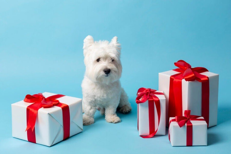 Gifts for Pets